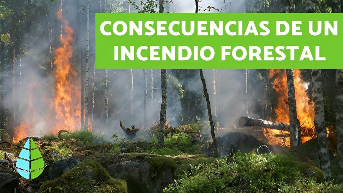 Impacto De Los Incendios Forestales Recursos Escolares 5064