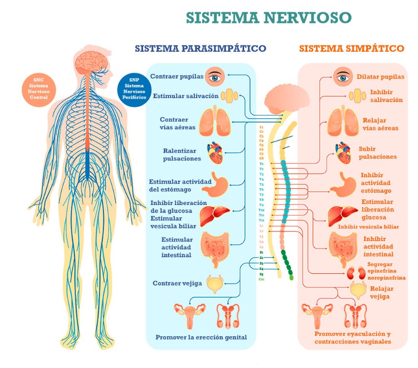 ¿Qué es el sistema nervioso y por qué es tan importante para nuestra salud?